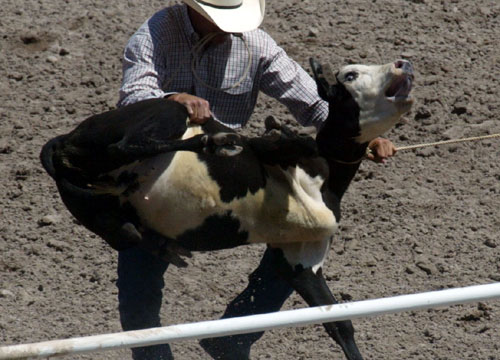 Cheyenne Frontier Days rodeo calf cruelty