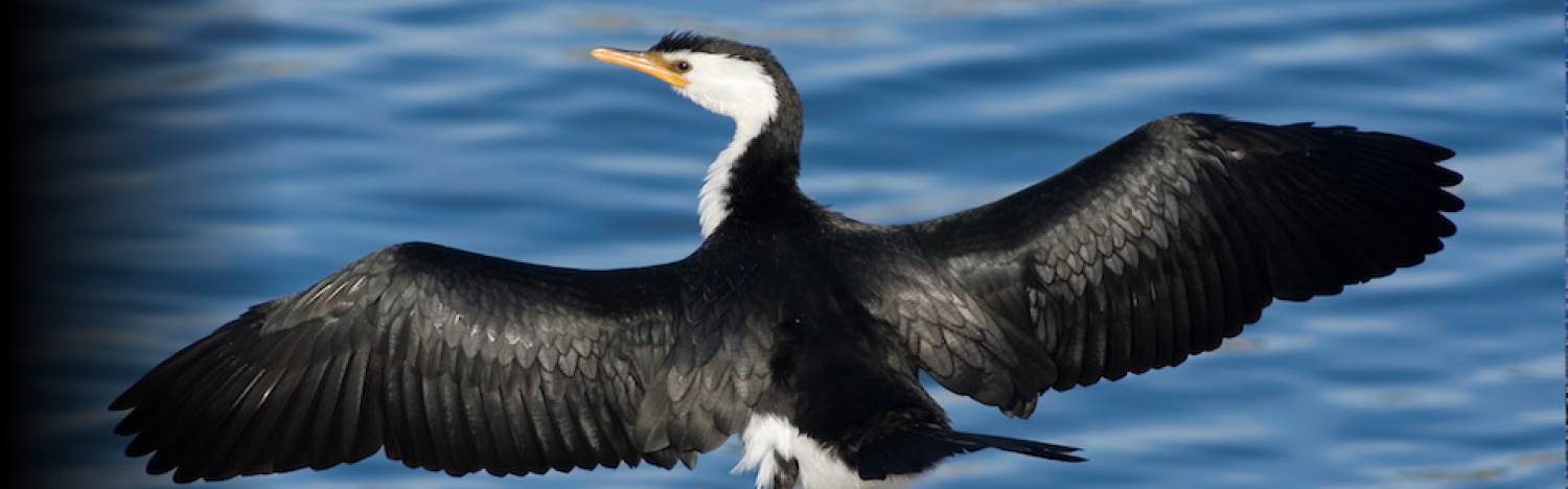 Cormorant  Kills