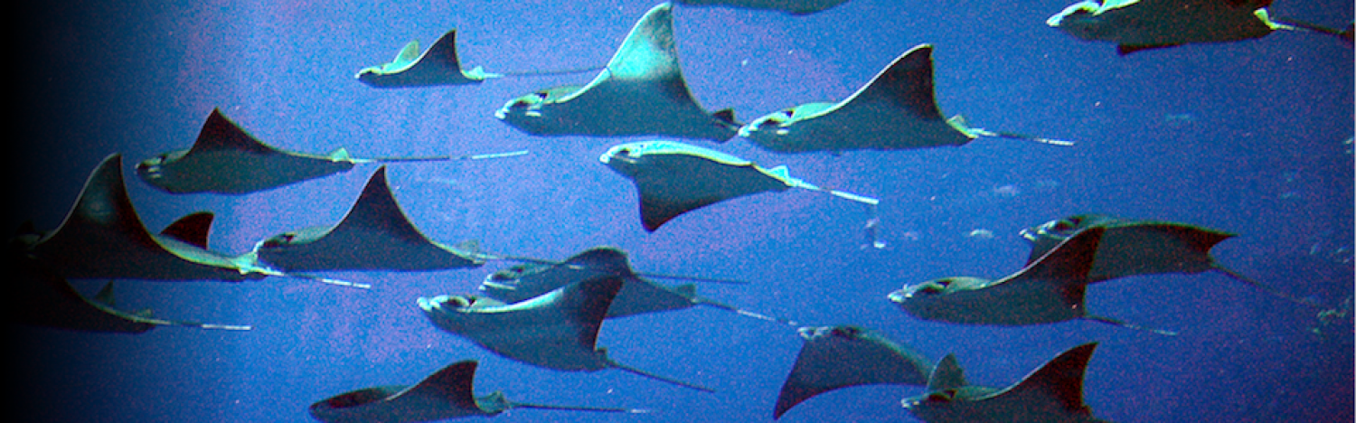 Cownose Ray  Slaughters