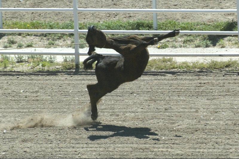 Calf Roping