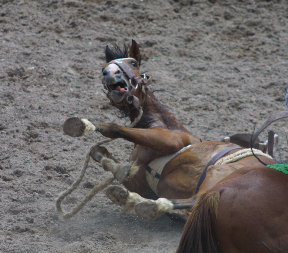 scared horse lying on ground