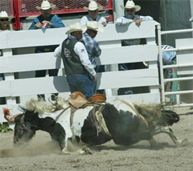 Check Mate dying at the Cheyenne Frontier Days Rodeo