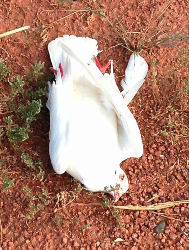 Dead Inhofe Pigeon