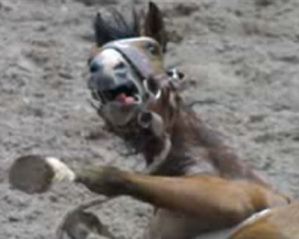 Frightened Horse