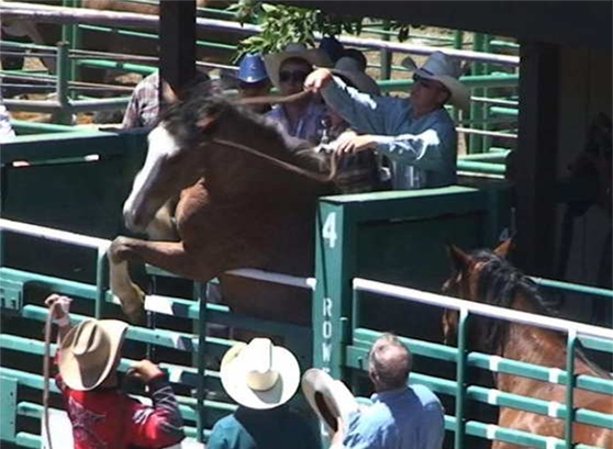 Steer with Broken Leg