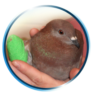 Rescued pigeon Sandy