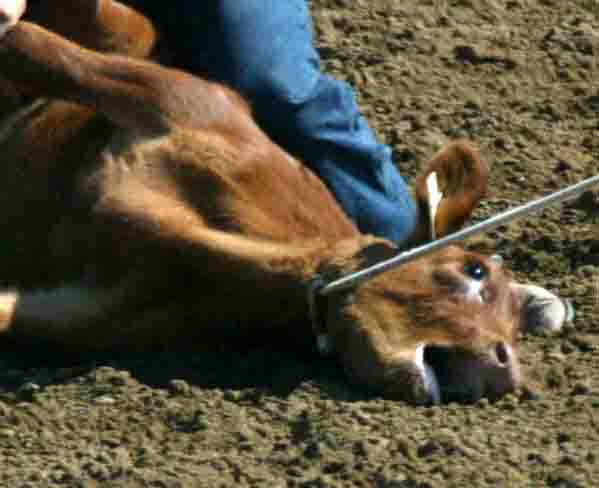 rodeo cruelty