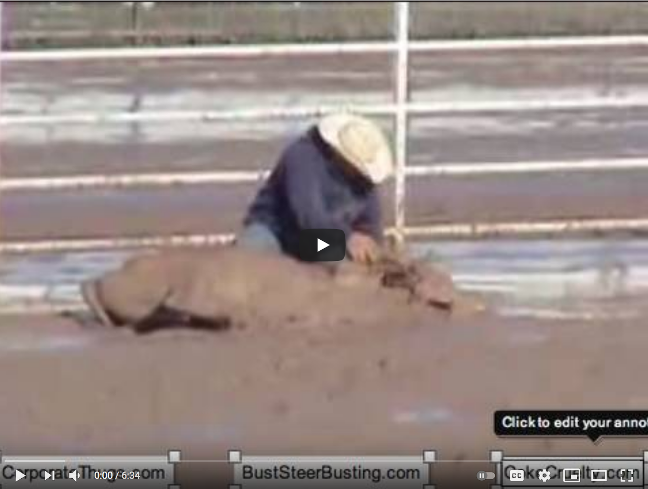 steer Tripping Video