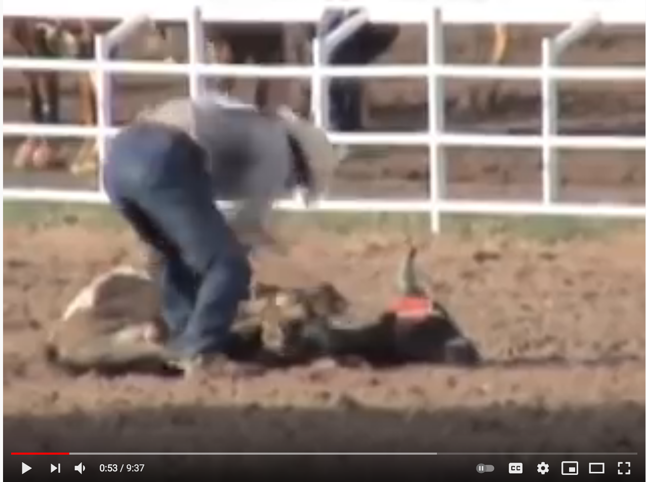 steer Tripping Video